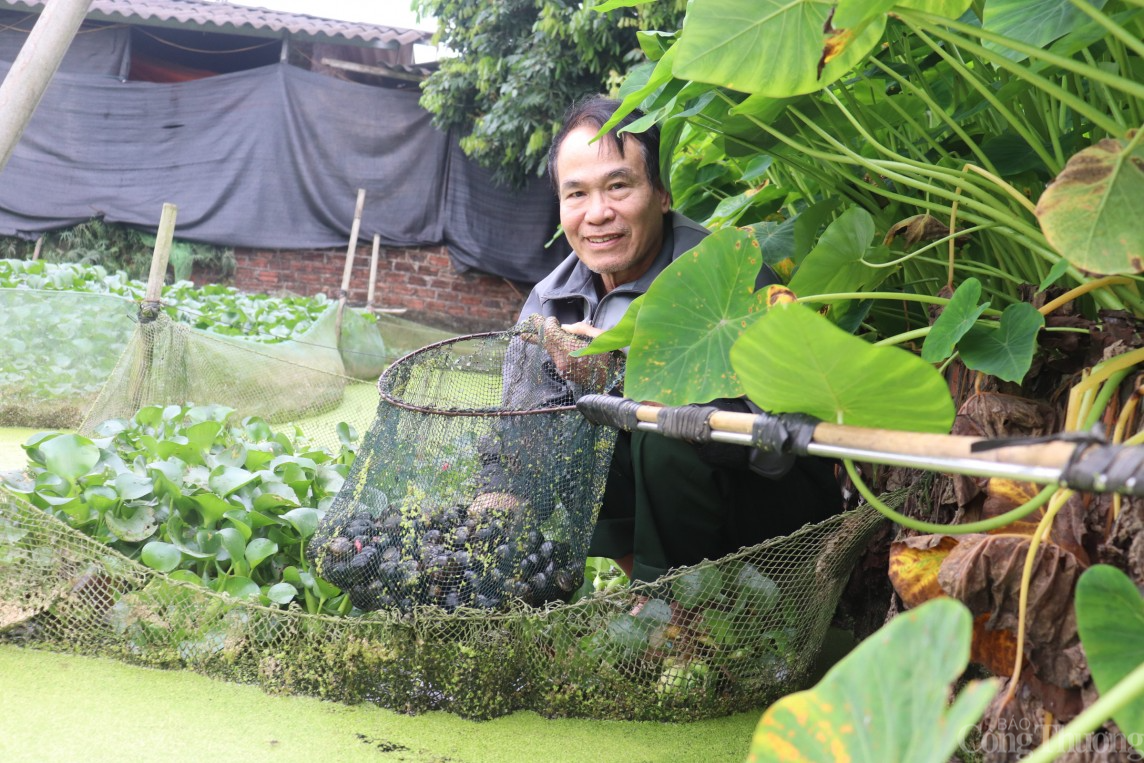 Hải Dương: Đổi đời, thành tỷ phú nhờ mô hình nuôi ốc nhồi thương phẩm