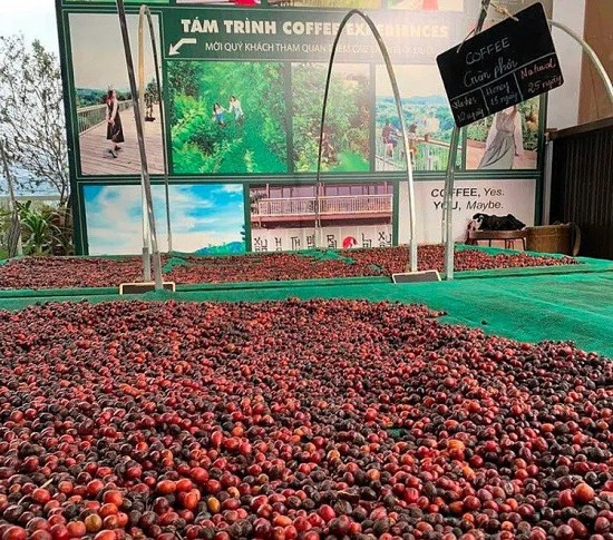 Giá xuất khẩu cà phê đồng loạt tăng, Robusta tiến lên vùng đỉnh