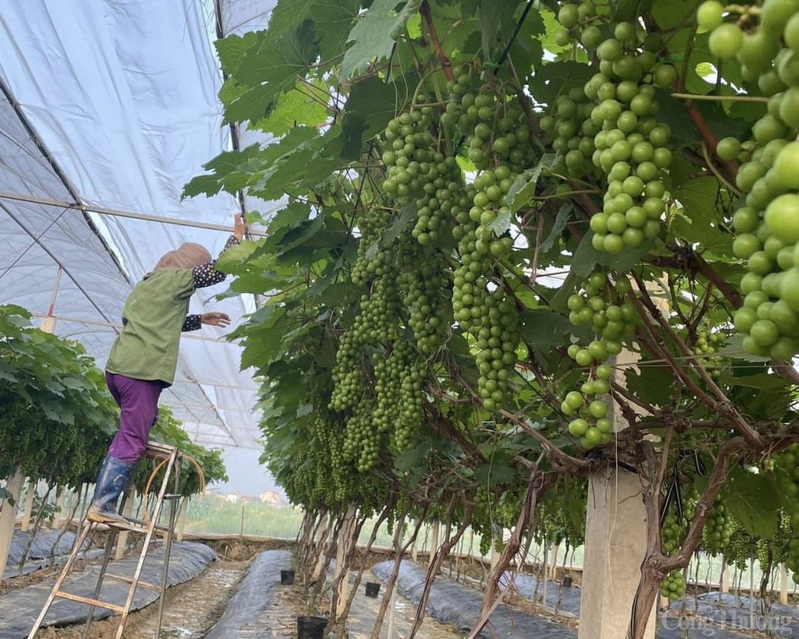 Trở thành tỷ phú nhờ trồng nho Hạ Đen