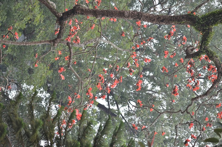 hoa gạo