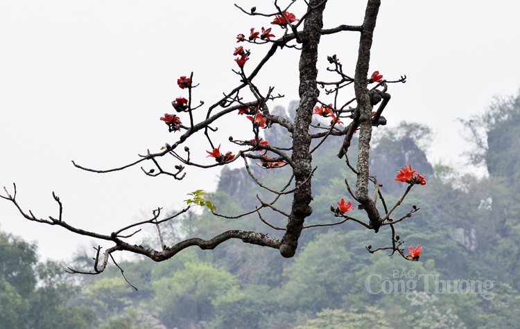 Chùa Thầy rực rỡ mùa hoa gạo