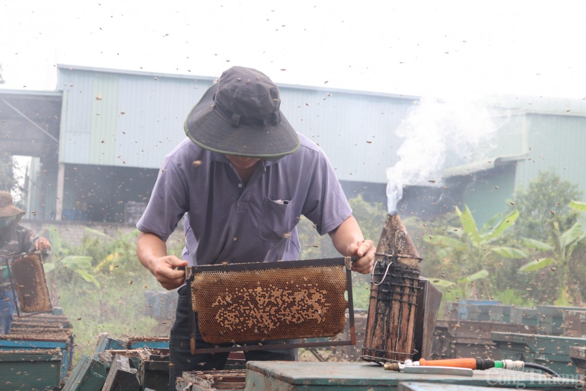 Về Thanh Hà xem nông dân thu hoạch mật ong hoa vải xuất khẩu sang Mỹ