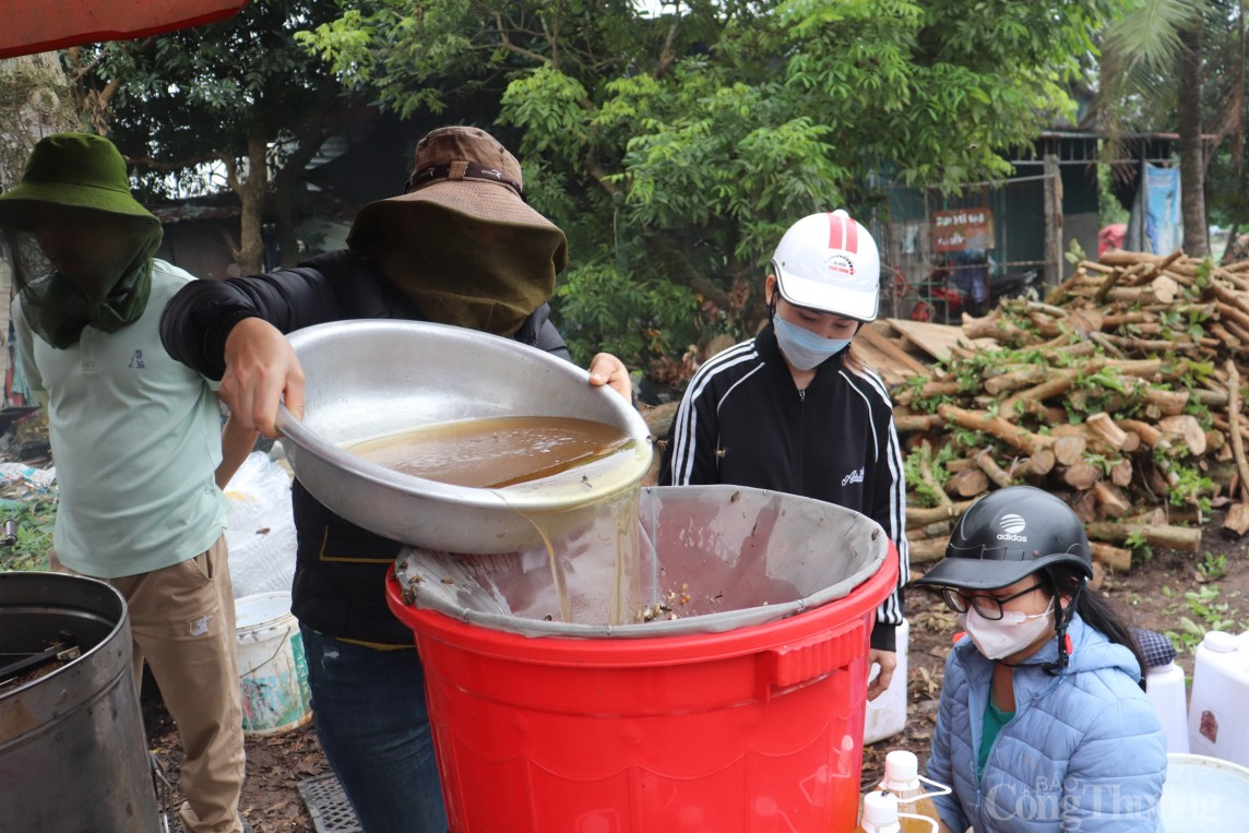 Về Thanh Hà xem nông dân thu hoạch mật ong hoa vải xuất khẩu sang Mỹ