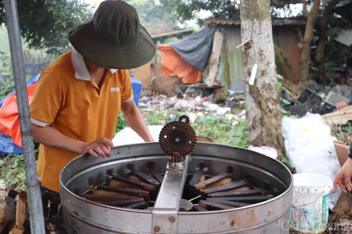 Về Thanh Hà xem nông dân thu hoạch mật ong hoa vải xuất khẩu sang Mỹ