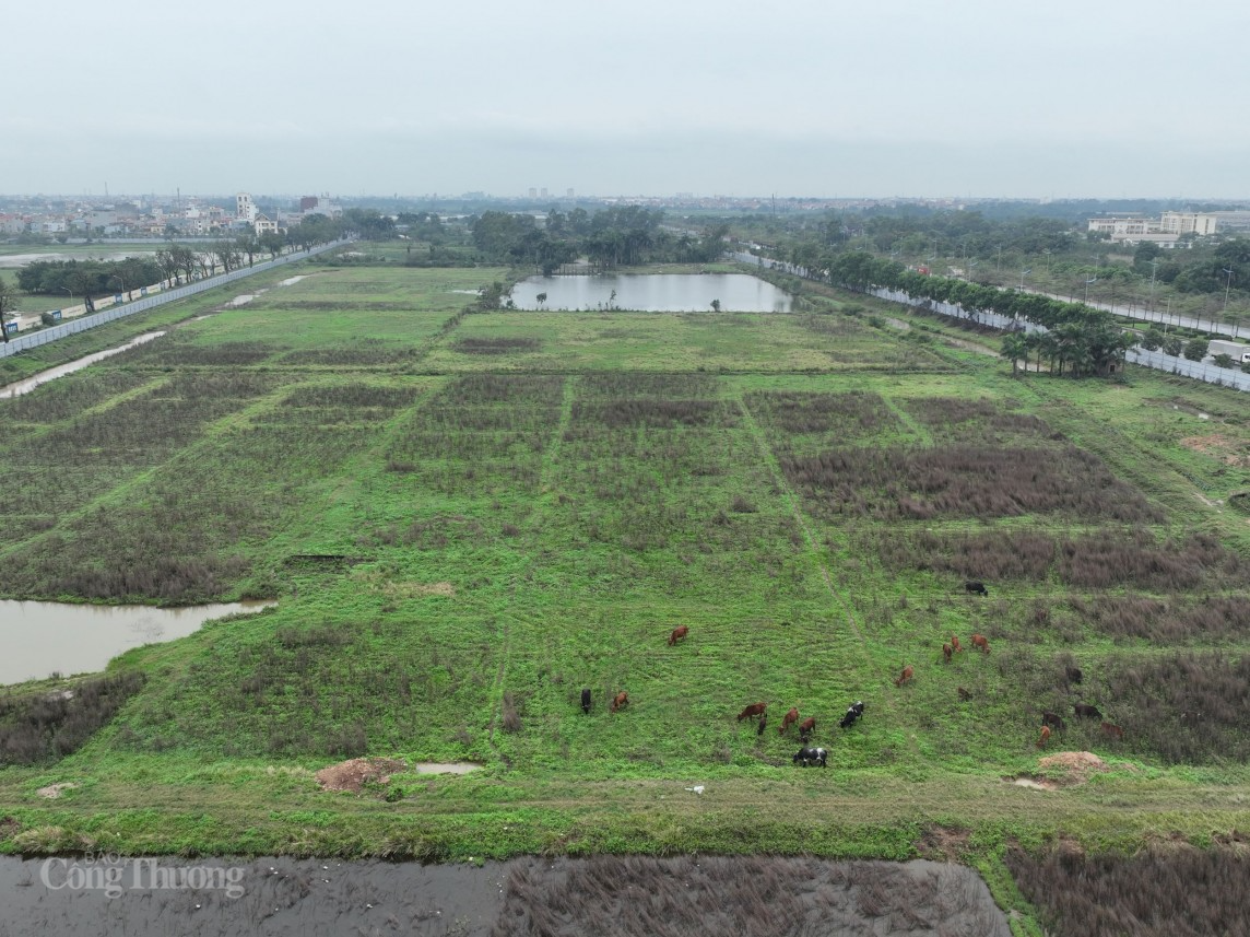 Do chưa triển khia nên bên trong khu đất, bãi cỏ là nơi lý tưởng để người dân chăn thả gia súc