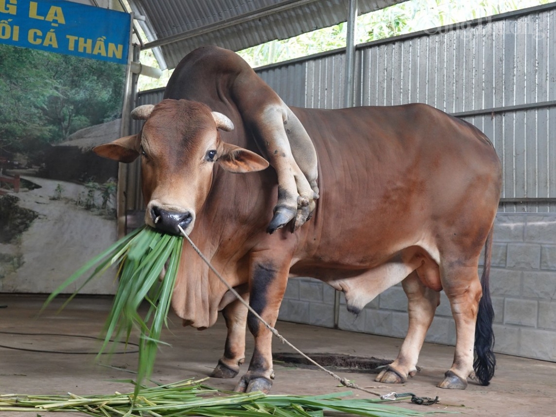 Thanh Hóa: Bò đột biến 6 chân, 2 đuôi, khách du lịch trả giá 5 tỷ đồng