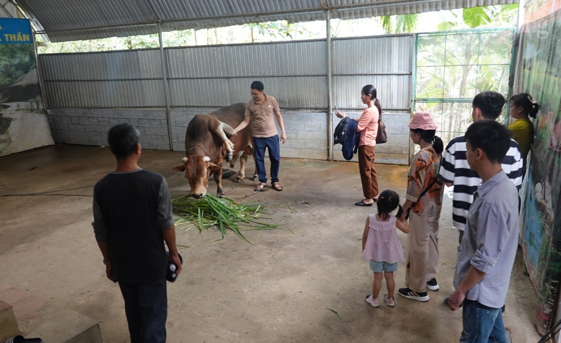 Thanh Hóa: Bò đột biến 6 chân, 2 đuôi, khách du lịch trả giá 5 tỷ đồng