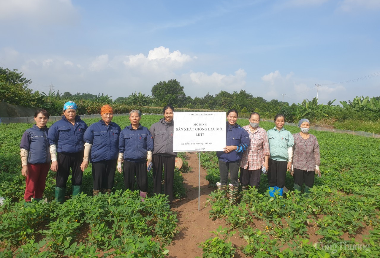 Nghiên cứu chọn tạo giống lạc có hàm lượng dầu cao