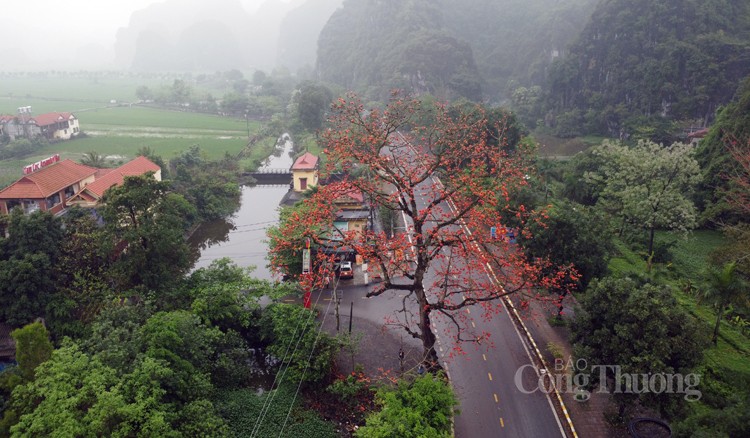 Hoa gạo khoe sắc tô điểm mảnh đất Cố đô Hoa Lư