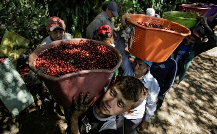 Giá cà phê xuất khẩu tăng mạnh, Robusta lại phá kỷ lục