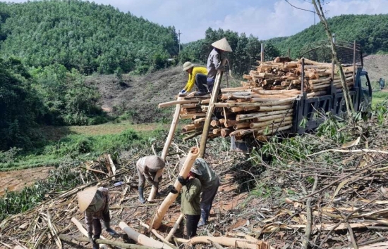 Quảng Ninh: Phát triển kinh tế, khai thác các sản phẩm từ rừng