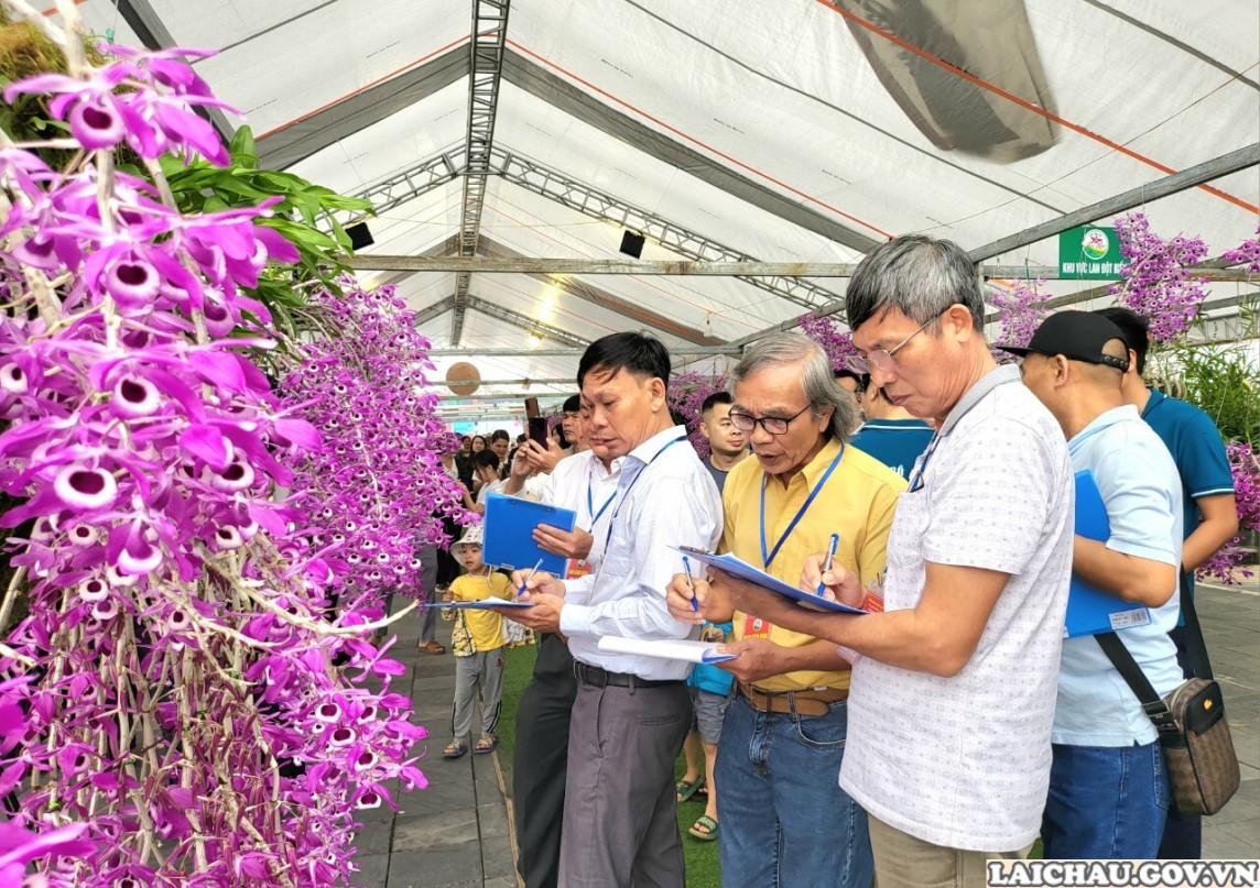 Triển lãm và thi hoa lan 