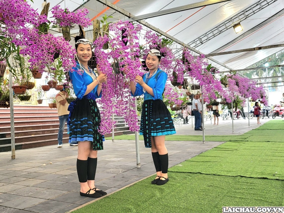 Triển lãm và thi hoa lan 