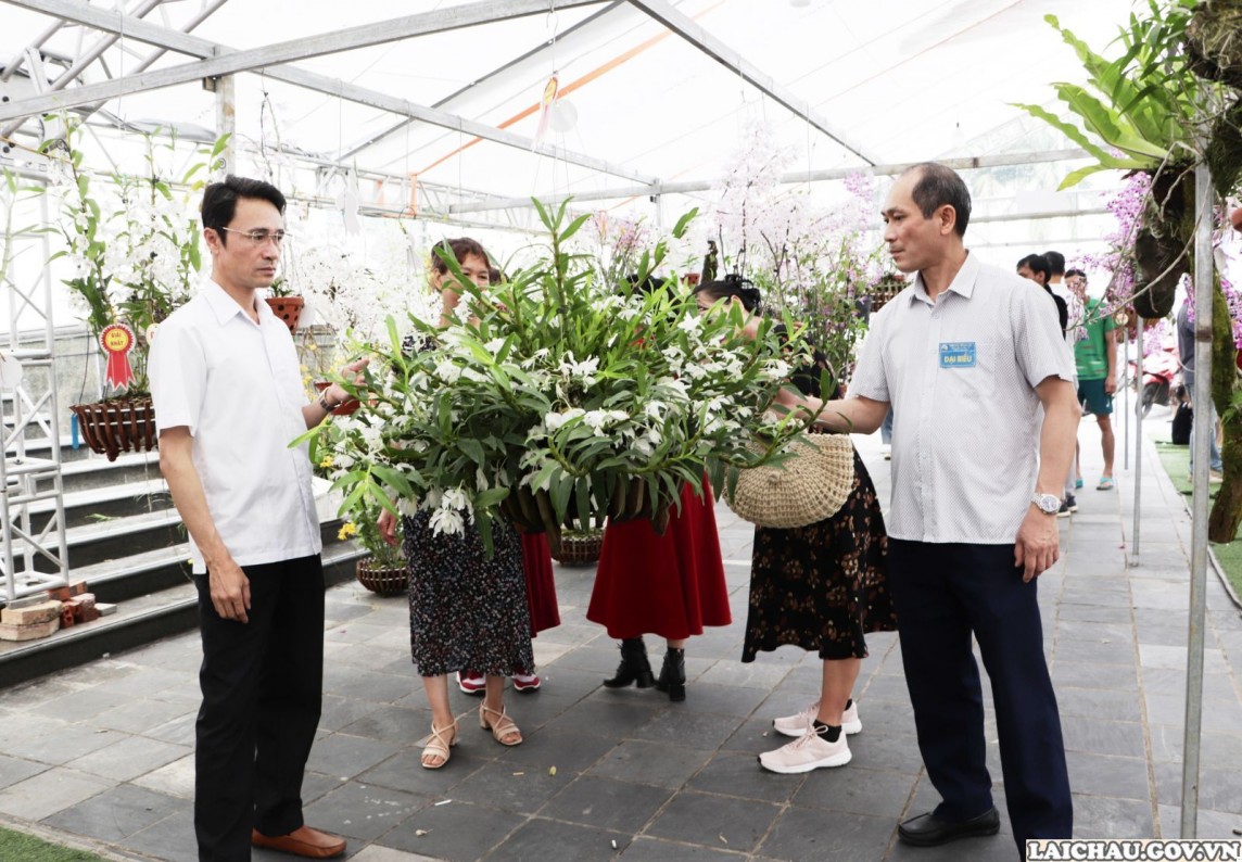 Triển lãm và thi hoa lan 