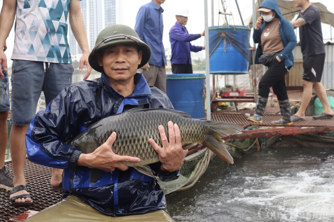 Hải Dương: Cá chết nổi trắng sông, người dân mất cơ nghiệp hàng tỷ đồng