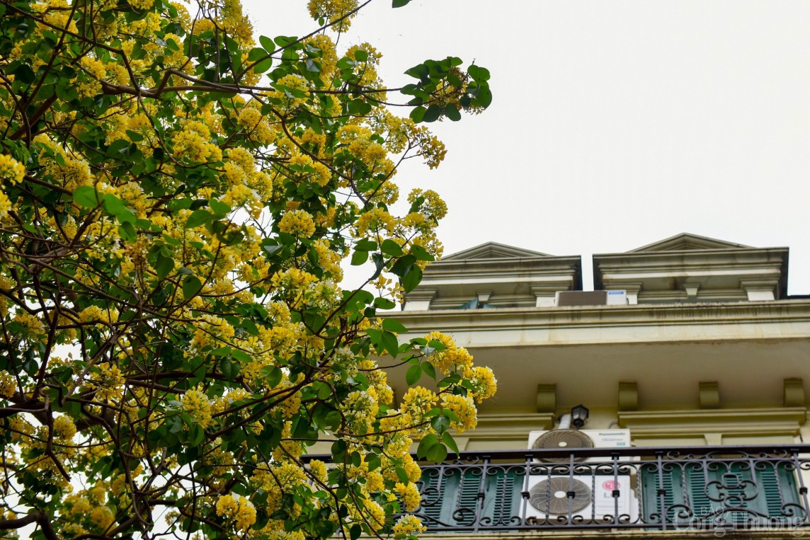 Hoa bún Hà Nội