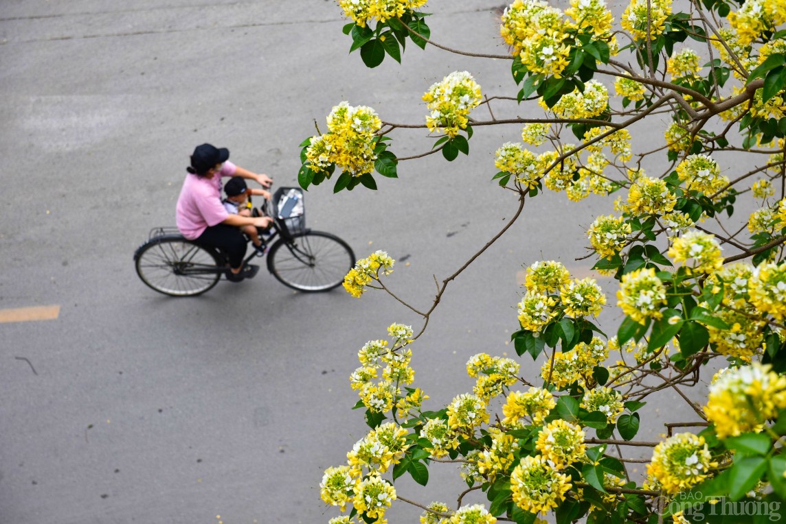 Hoa bún Hà Nội