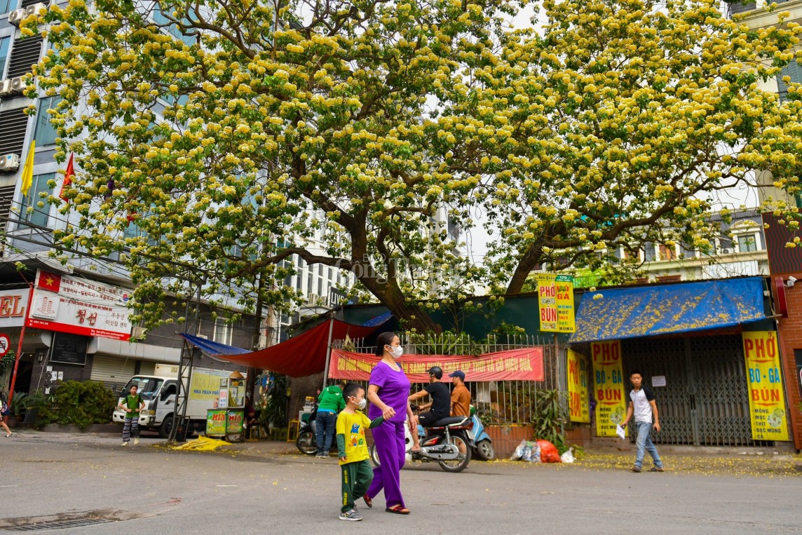 Cận cảnh cây hoa bún 300 năm tuổi độc nhất vô nhị ở Hà Nội