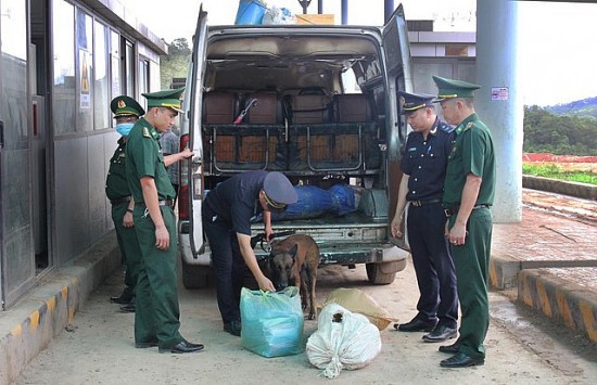 Quảng Trị: Kiểm soát, ngăn ngừa bệnh than xâm nhập vào nội địa nước ta