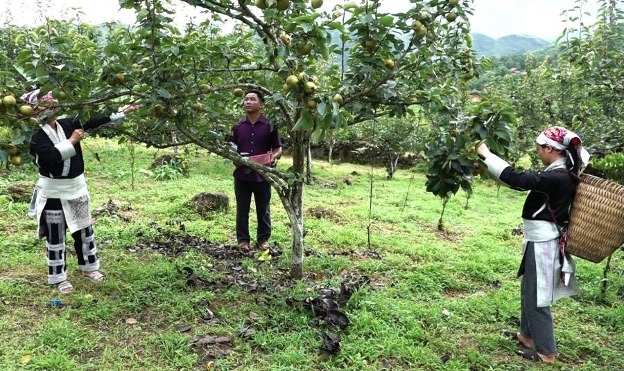 Lào Cai: Triển khai hiệu quả chương trình giảm nghèo bền vững giúp Bát Xát chuyển mình