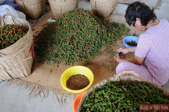 Giá tiêu hôm nay 26/5/2024: Tăng ngày thứ 5 liên tiếp, Bà Rịa – Vũng Tàu cán mốc kỷ lục 120.000 đồng/kg