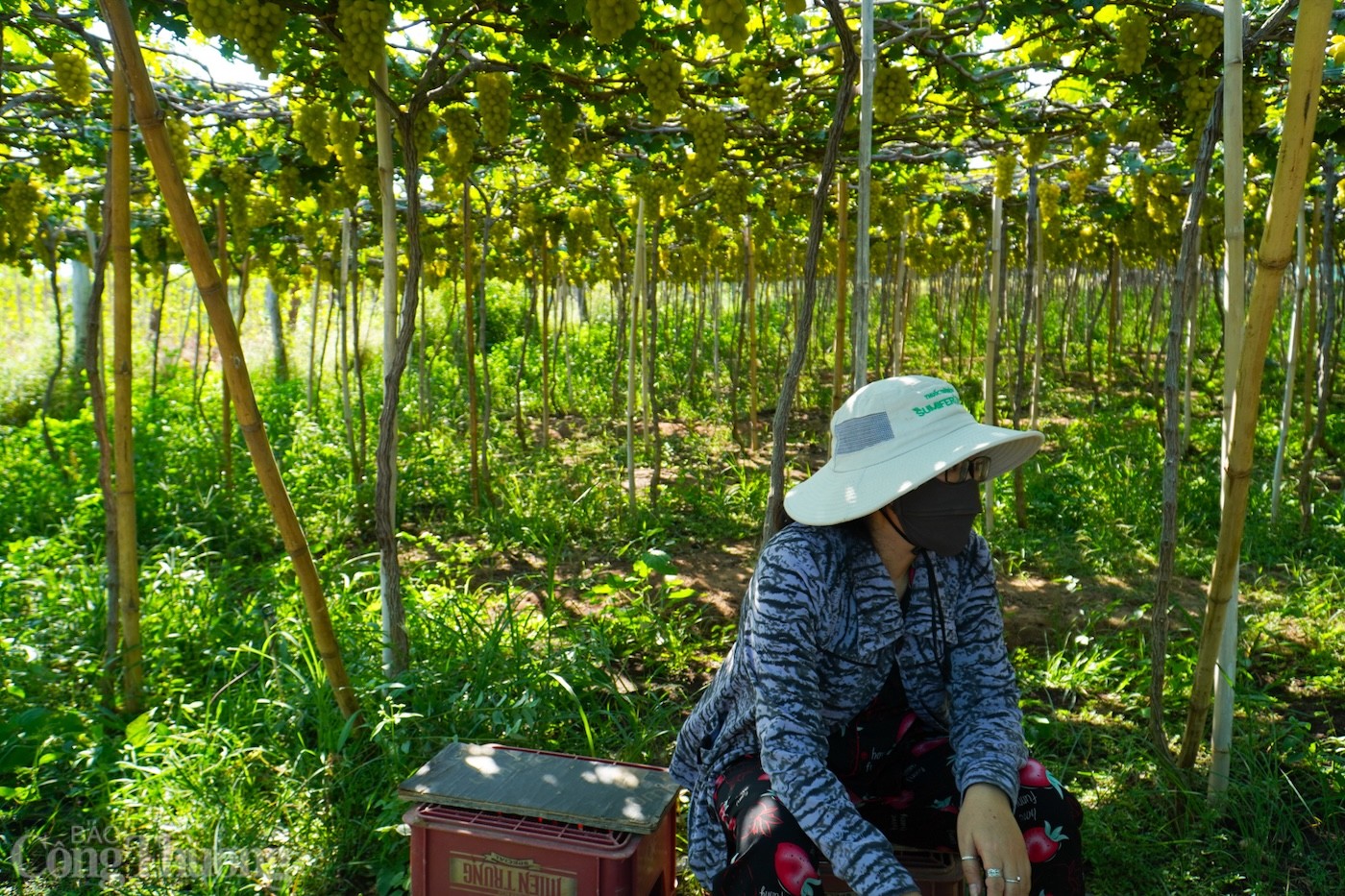 Bài cuối: Điểm sáng mô hình sản xuất hiệu quả với nắng nóng