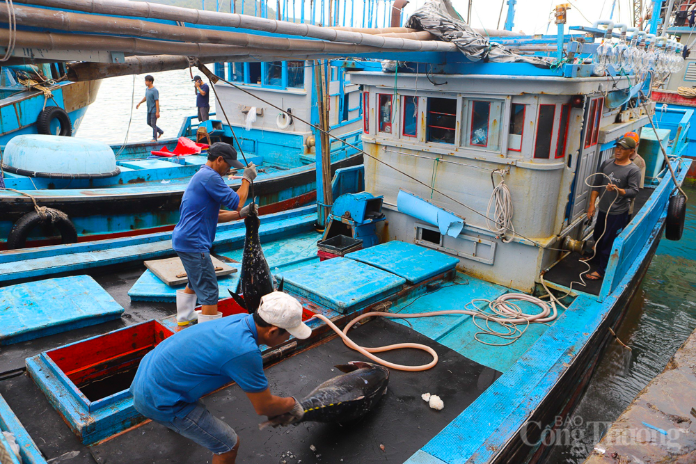 phat trien nghe ca ben vung la can cot de giai quyet van de khai thac iuu