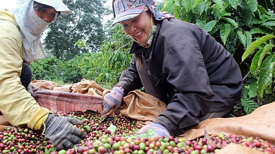 Giá cà phê hôm nay, 30/4/2024: Giá cà phê đạt 134.200 đồng/kg