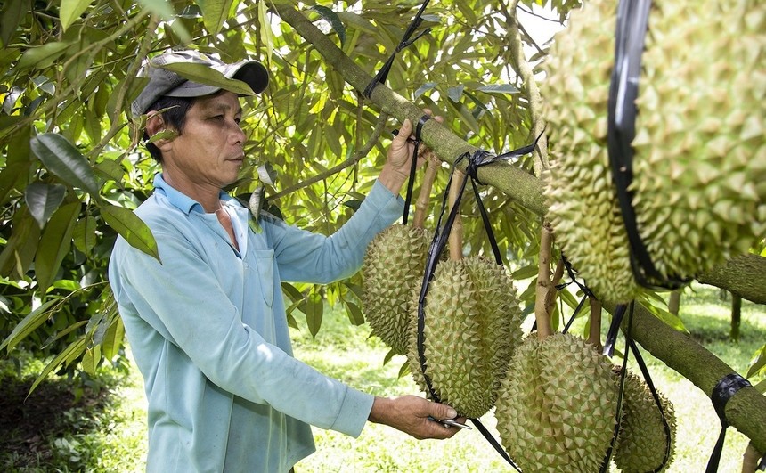 Sầu riêng là một trong loại trái cây chủ lực