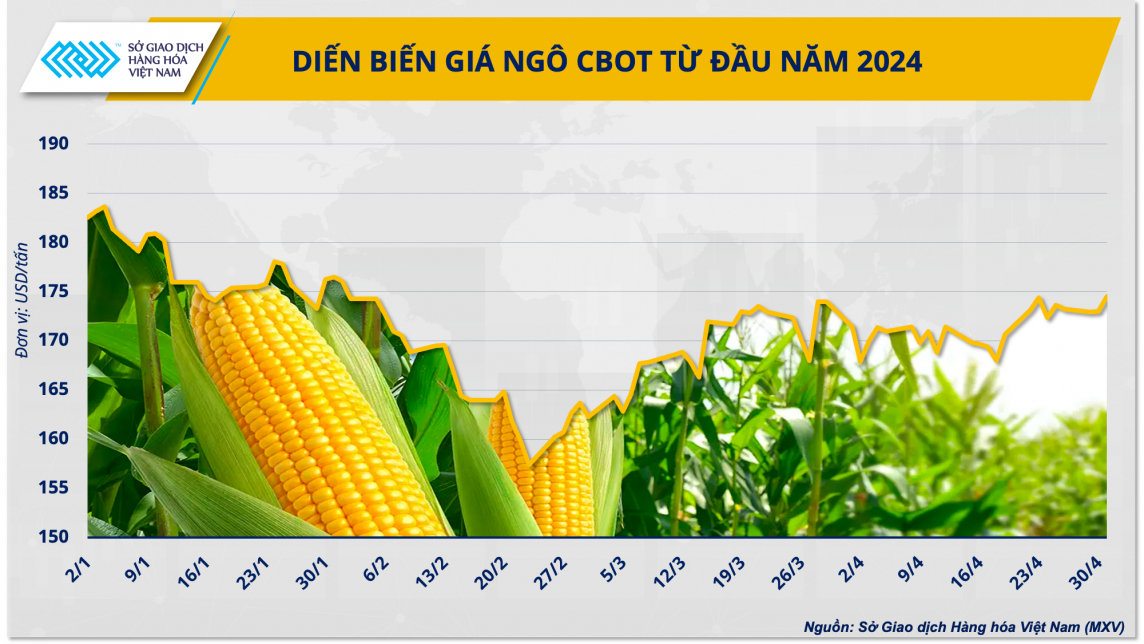 Diễn biến giá ngô CBOT từ đầu năm 2024