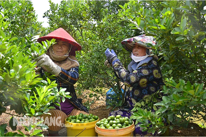 Giá nông sản hôm nay ngày 8/5: Giá tiêu biến động trái chiều; măng cụt giá đầu mùa không cao