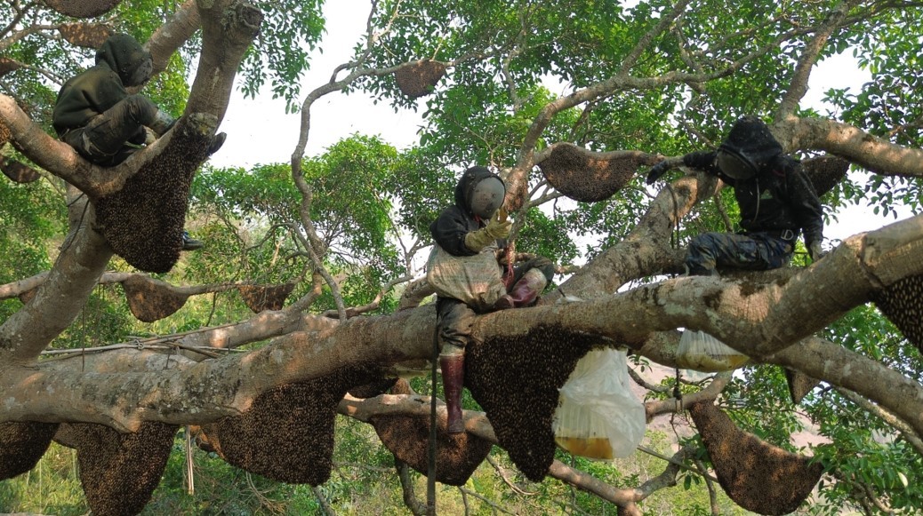 Điện Biên: Kỳ lạ cây đa cổ thụ có hàng trăm đàn ong khoái làm tổ, thu hàng tấn mật Điện Biên: Kỳ lạ cây đa cổ thụ có hàng trăm đàn ong khoái làm tổ, thu hàng tấn mật