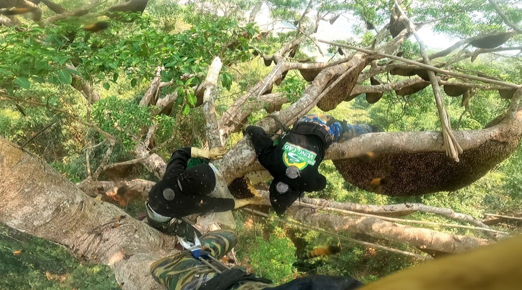 Điện Biên: Kỳ lạ cây đa cổ thụ có hàng trăm đàn ong khoái làm tổ, thu hàng tấn mật Điện Biên: Kỳ lạ cây đa cổ thụ có hàng trăm đàn ong khoái làm tổ, thu hàng tấn mật
