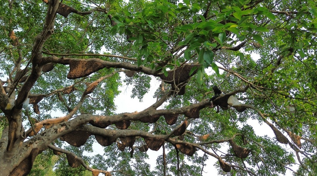 Điện Biên: Kỳ lạ cây đa cổ thụ có hàng trăm đàn ong khoái làm tổ, thu hàng tấn mật Điện Biên: Kỳ lạ cây đa cổ thụ có hàng trăm đàn ong khoái làm tổ, thu hàng tấn mật