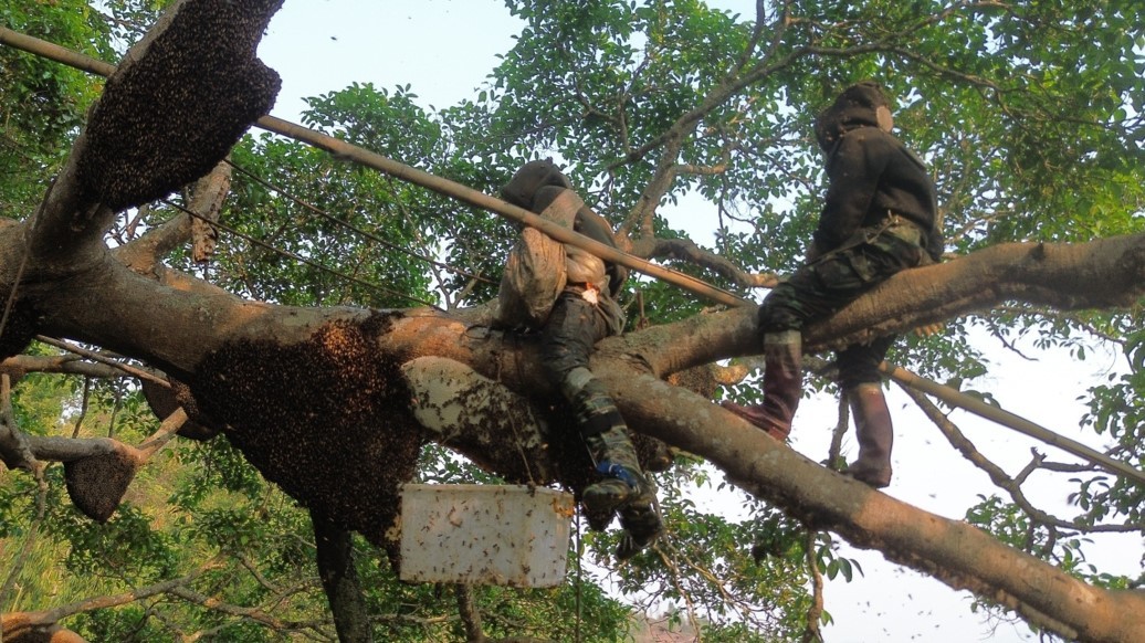 Điện Biên: Kỳ lạ cây đa cổ thụ có hàng trăm đàn ong khoái làm tổ, thu hàng tấn mật Điện Biên: Kỳ lạ cây đa cổ thụ có hàng trăm đàn ong khoái làm tổ, thu hàng tấn mật