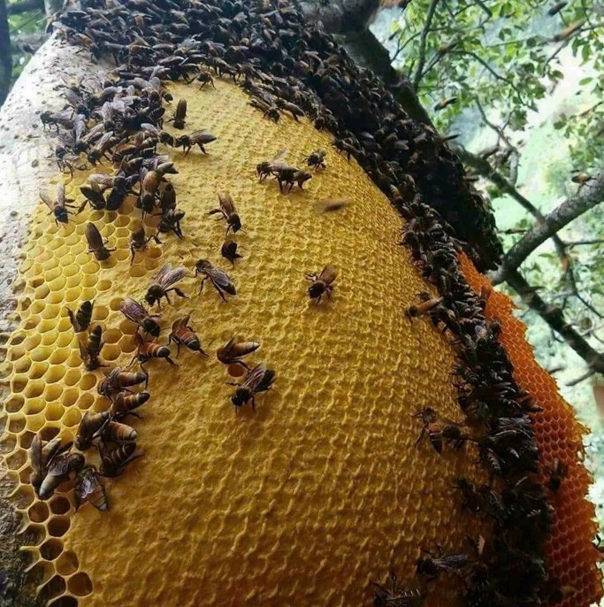 Điện Biên: Kỳ lạ cây đa cổ thụ có hàng trăm đàn ong khoái làm tổ, thu hàng tấn mật Điện Biên: Kỳ lạ cây đa cổ thụ có hàng trăm đàn ong khoái làm tổ, thu hàng tấn mật