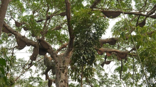 Điện Biên: Kỳ lạ cây đa cổ thụ có hàng trăm đàn ong khoái làm tổ, thu hàng tấn mật