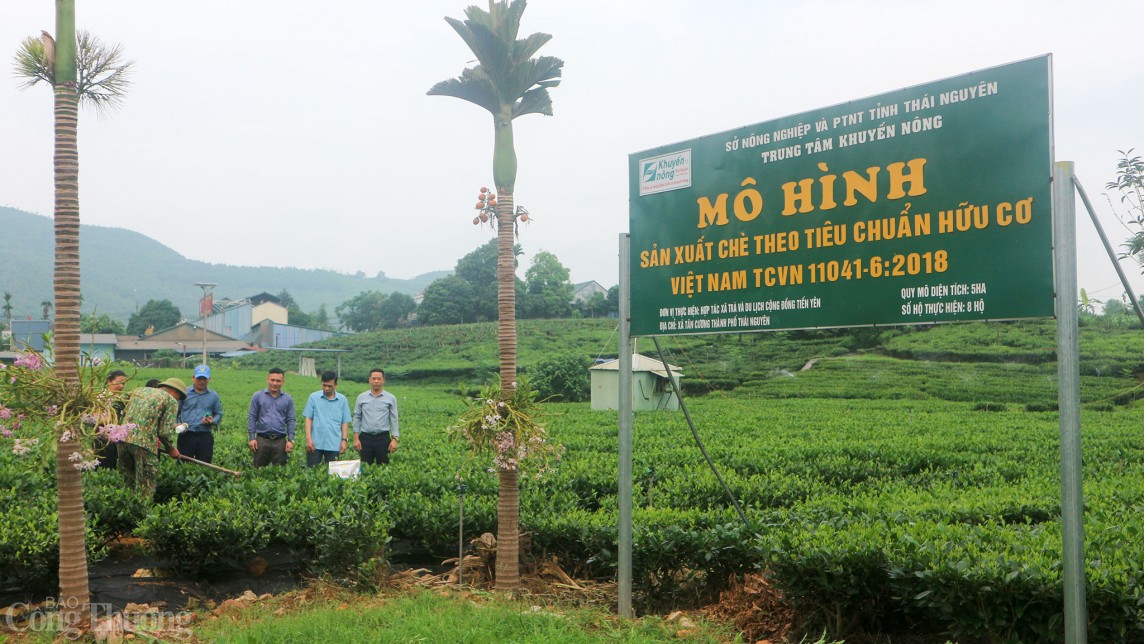 Thái Nguyên: Hỗ trợ hàng trăm tấn vật tư cho các hợp tác xã sản xuất chè hữu cơ