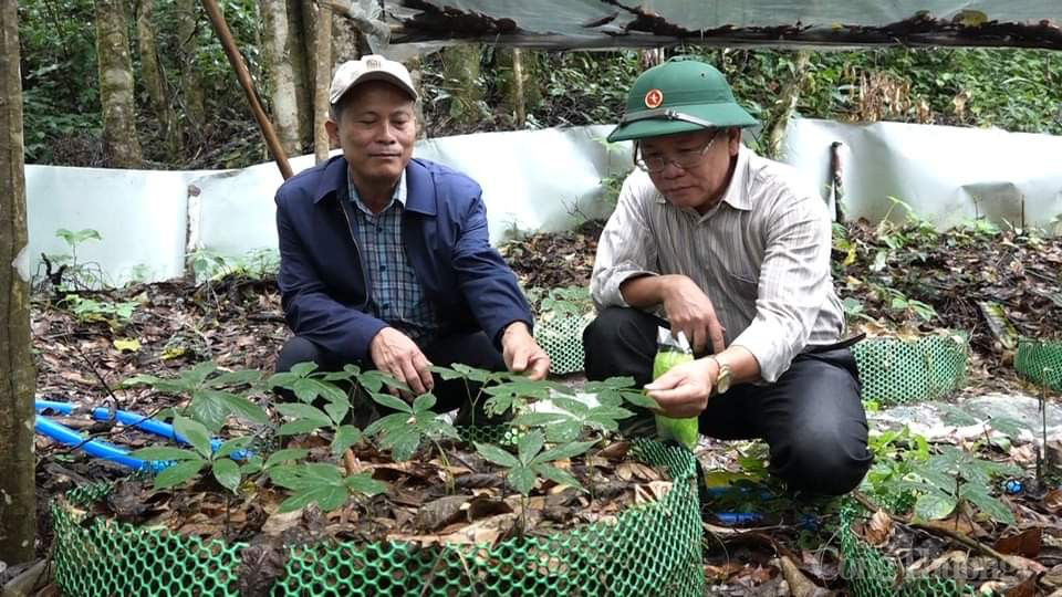 Kon Tum: Tiềm năng sản xuất, xuất khẩu các sản phẩm dược liệu từ Sâm