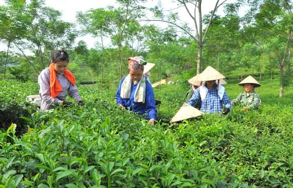 Tuyên Quang: Nâng tầm sản phẩm công nghiệp nông thôn