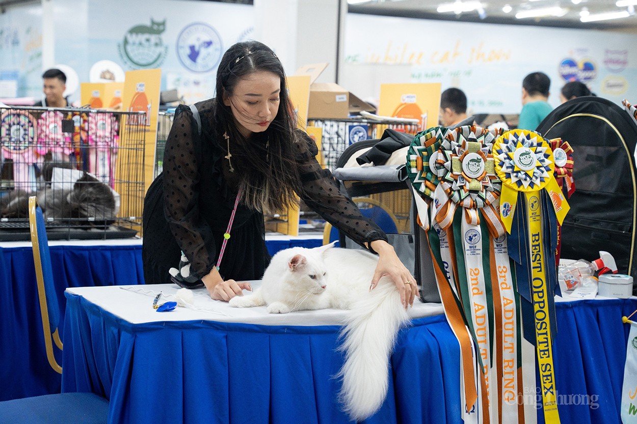 WCF Jubilee Cat Show 2024: Thúc đẩy nghề nhân giống, xuất khẩu mèo