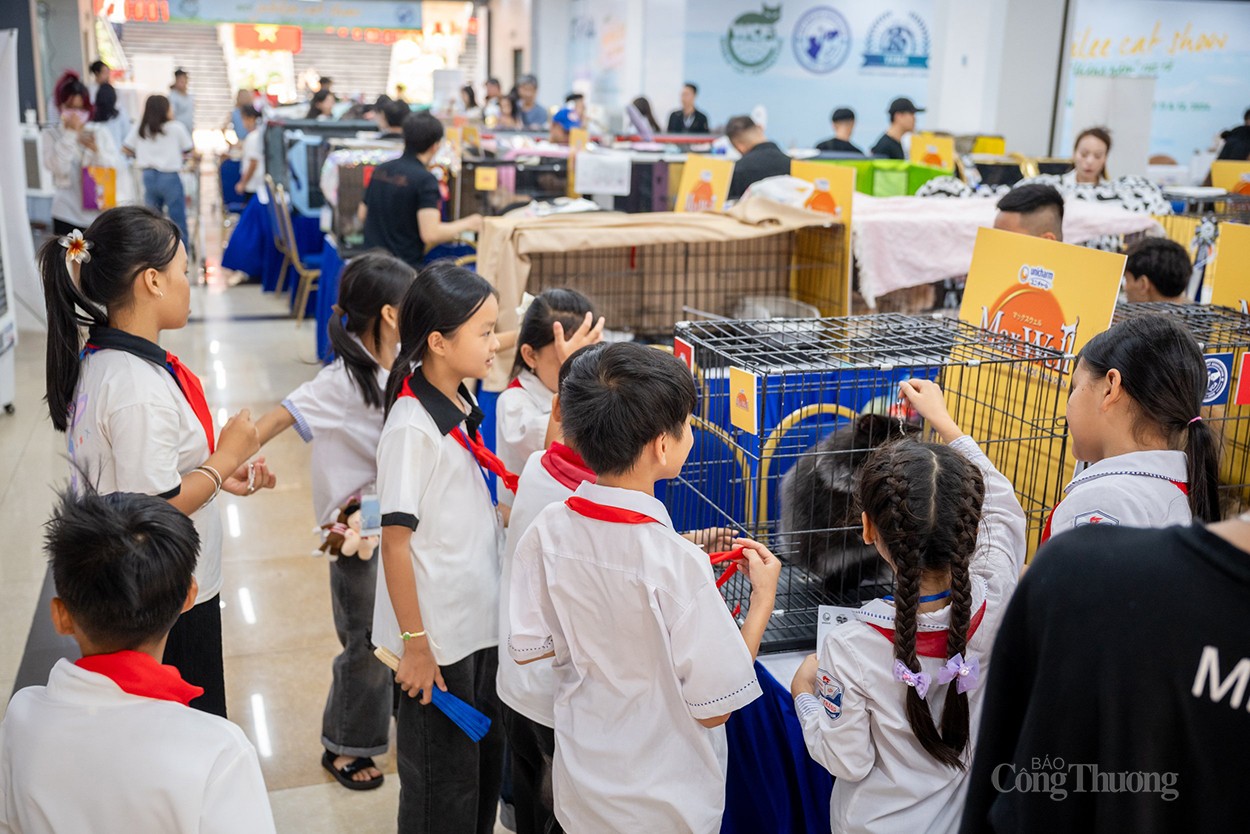 WCF Jubilee Cat Show 2024: Thúc đẩy nghề nhân giống, xuất khẩu mèo