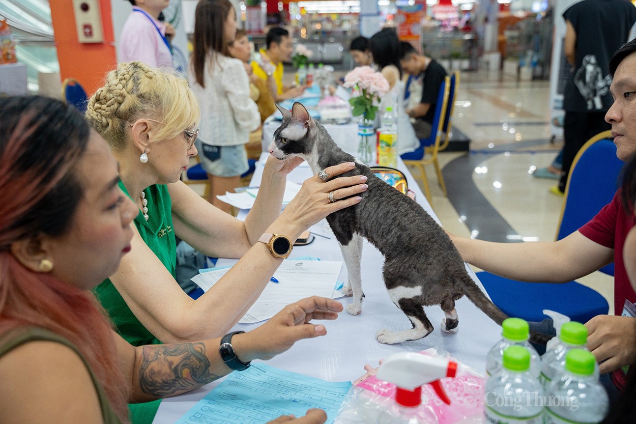 WCF Jubilee Cat Show 2024: Thúc đẩy nghề nhân giống, xuất khẩu mèo