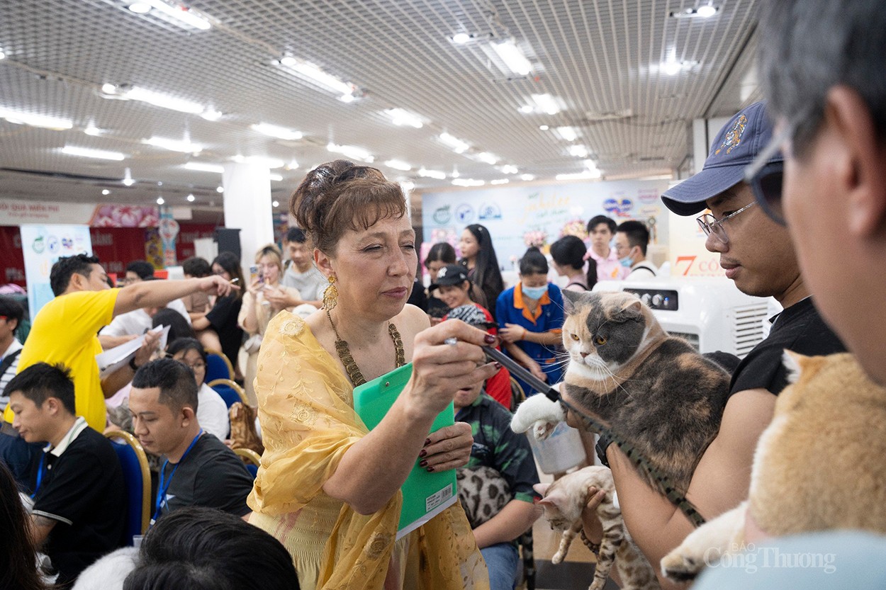 WCF Jubilee Cat Show 2024: Thúc đẩy nghề nhân giống, xuất khẩu mèo