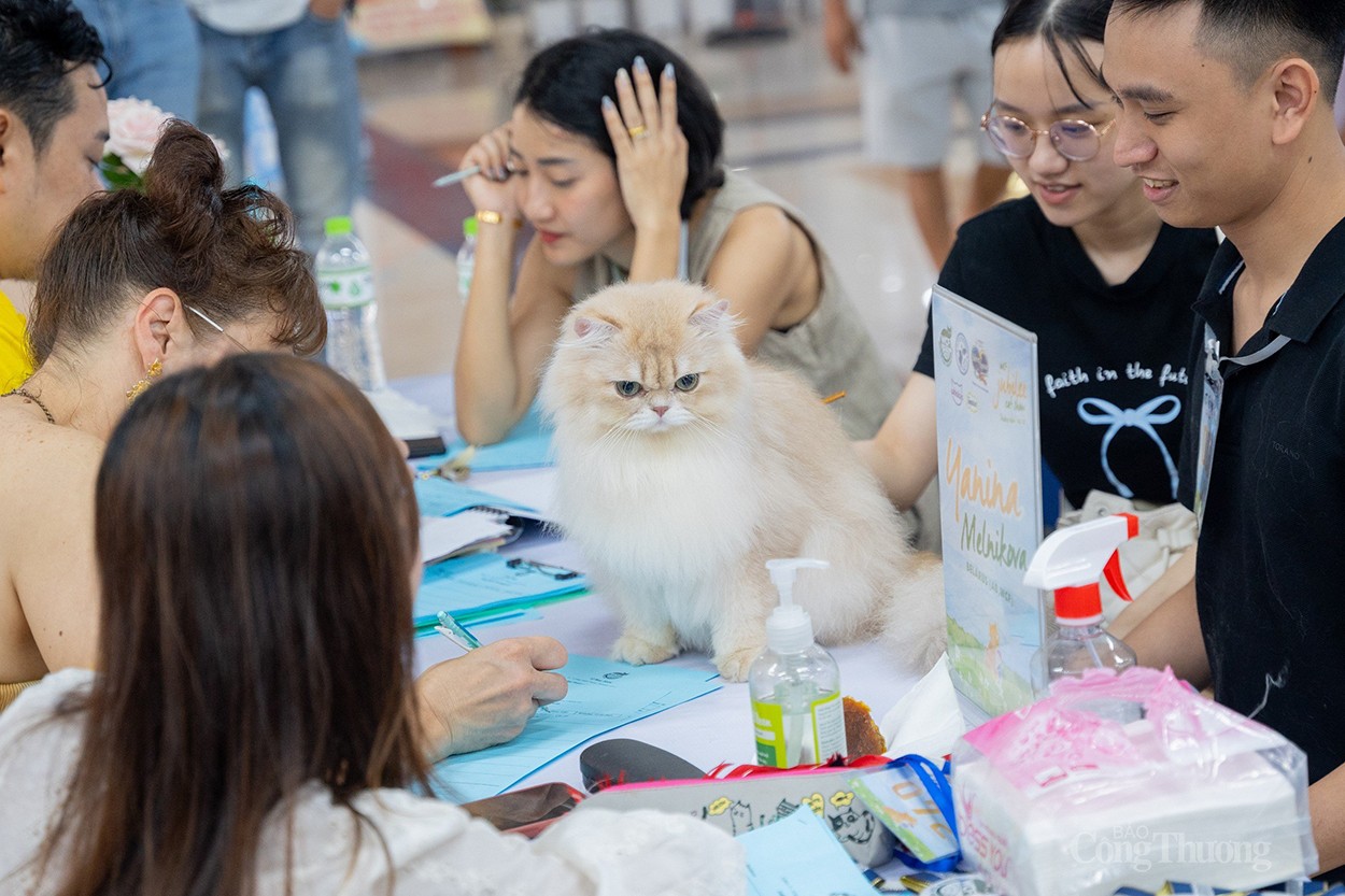 WCF Jubilee Cat Show 2024: Thúc đẩy nghề nhân giống, xuất khẩu mèo