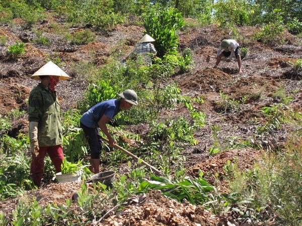 Phó Thủ tướng: Không làm thay, đùn đẩy trách nhiệm trong đổi mới công ty nông, lâm nghiệp