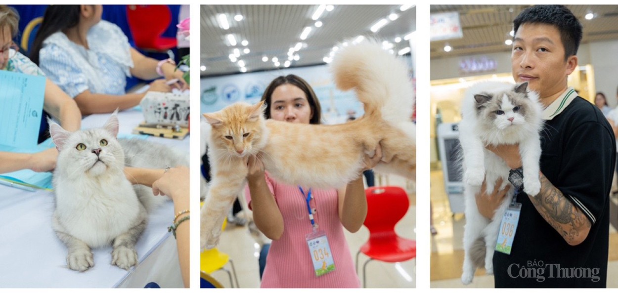 WCF Jubilee Cat Show 2024: Thúc đẩy nghề nhân giống, xuất khẩu mèo