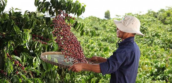 Áp dụng nông nghiệp tái sinh: Tăng năng suất và giảm phát thải khí nhà kính