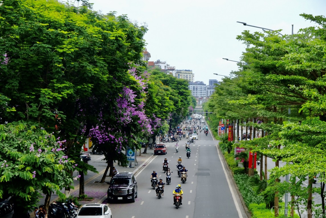 Chiêm ngưỡng hàng ngàn bông hoa Bằng Lăng nhuộm tím phố phường Hà Nội