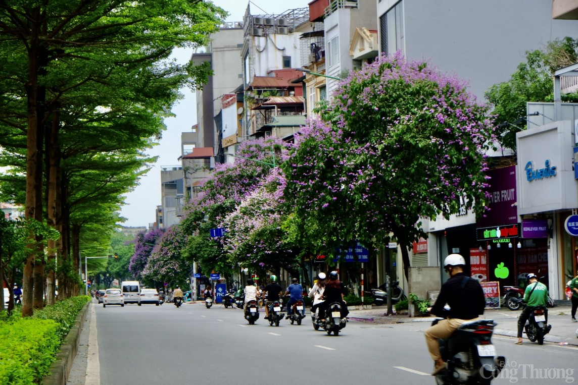 Chiêm ngưỡng hàng ngàn bông hoa Bằng Lăng nhuộm tím phố phường Hà Nội